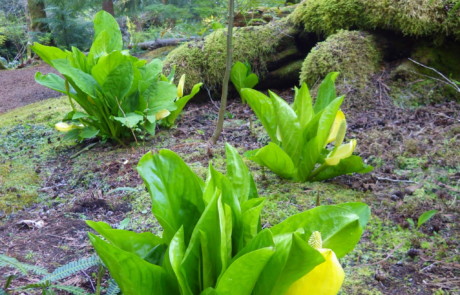 Skunk Cabbage at Bloedel Reserve