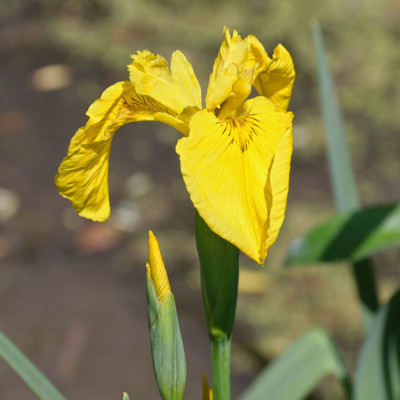 Yellow Flag Iris bloom at Bloedel Reserve