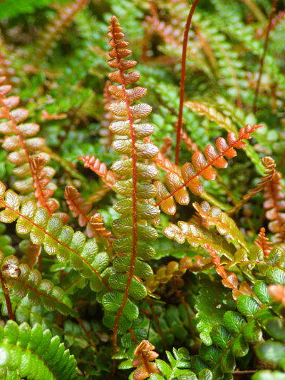 Alpine Water Ferns Add Color to the Moss Garden | Bloedel Reserve