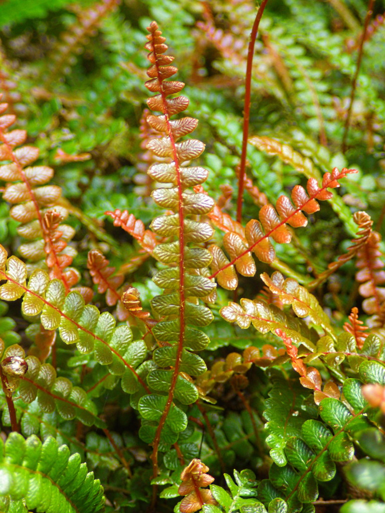 Alpine Water Fern at Bloedel Reserve
