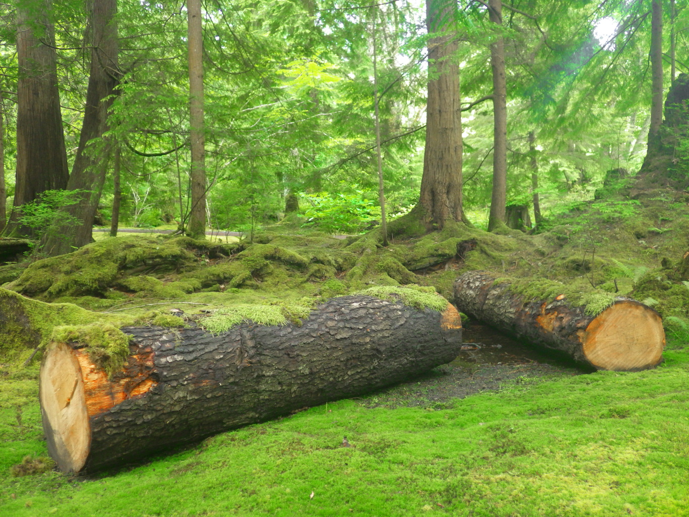 Moss Garden New Logs