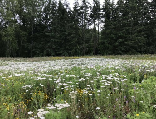June Blooms in the Meadow