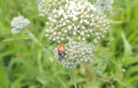 Achillea millefolium (Yarrow), Meadow, Bloedel Reserve