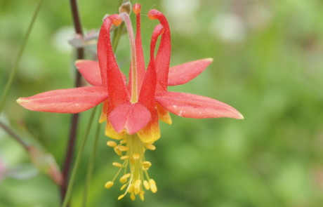 Aquilegia formosa (Western columbine), Meadow, Bloedel Reserve