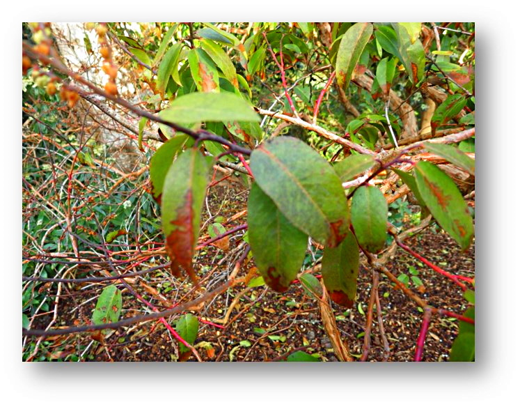 Ramorum blight on Pieris