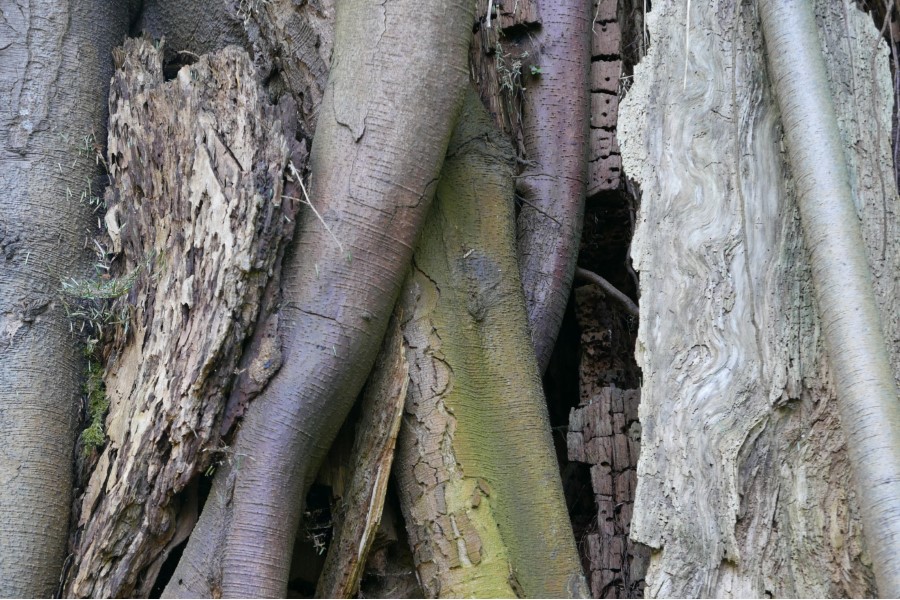 Strolls at Home Week 11 Gratitude