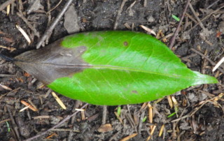 Camelia with ramorum blight