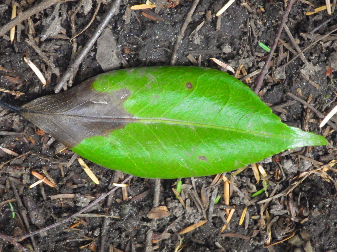 Camelia with ramorum blight