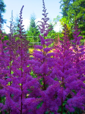 Astilbe forest Astilbe forest