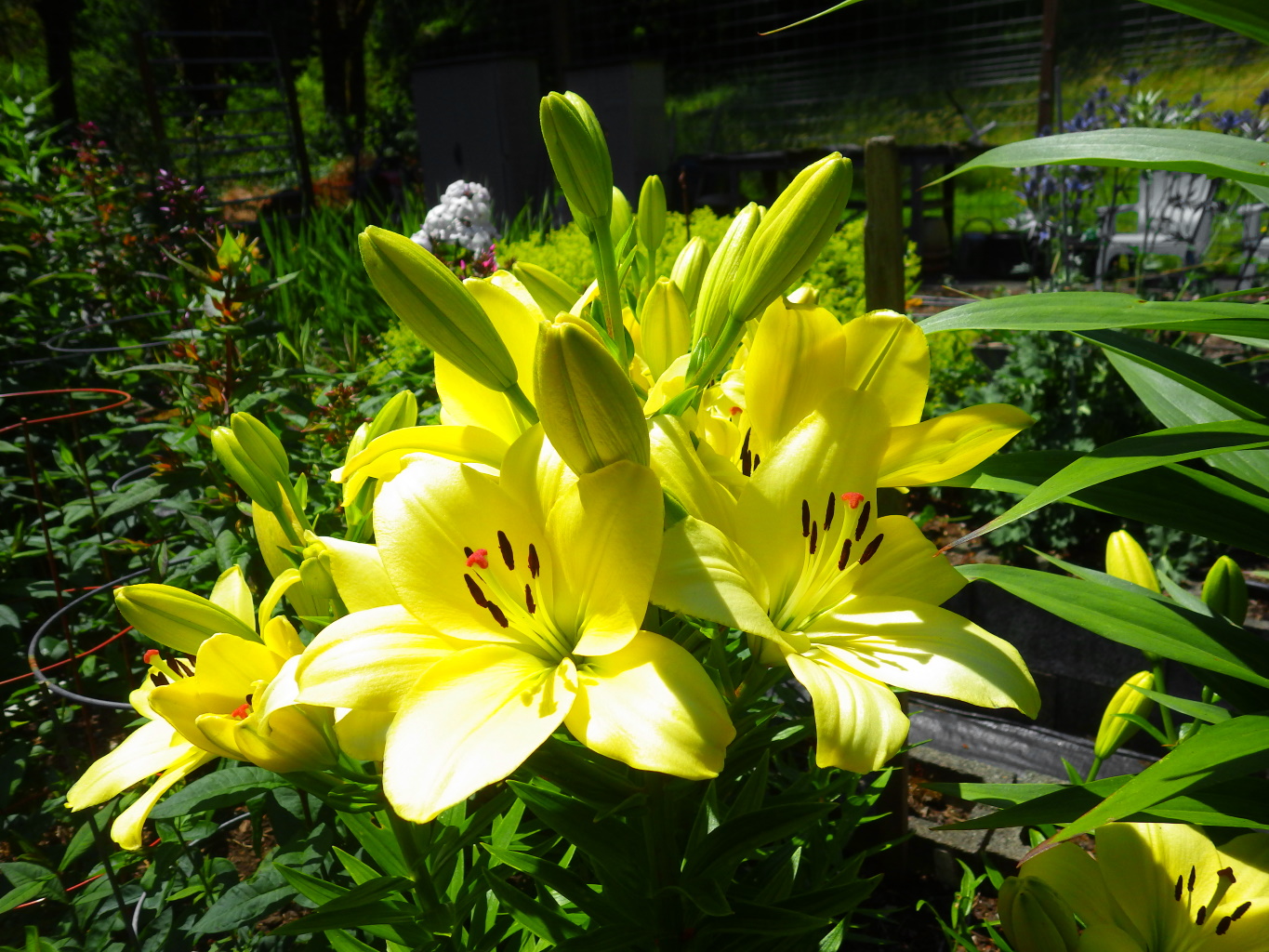 Yellow Lily