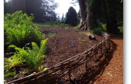 Ramorum wattle fence