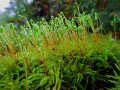 Menzies Tree Moss, Moss Garden, Bloedel Reserve