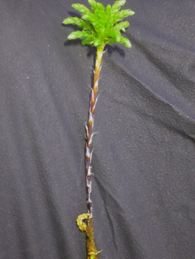 Menzies' Tree Moss, Moss Garden, Bloedel Reserve