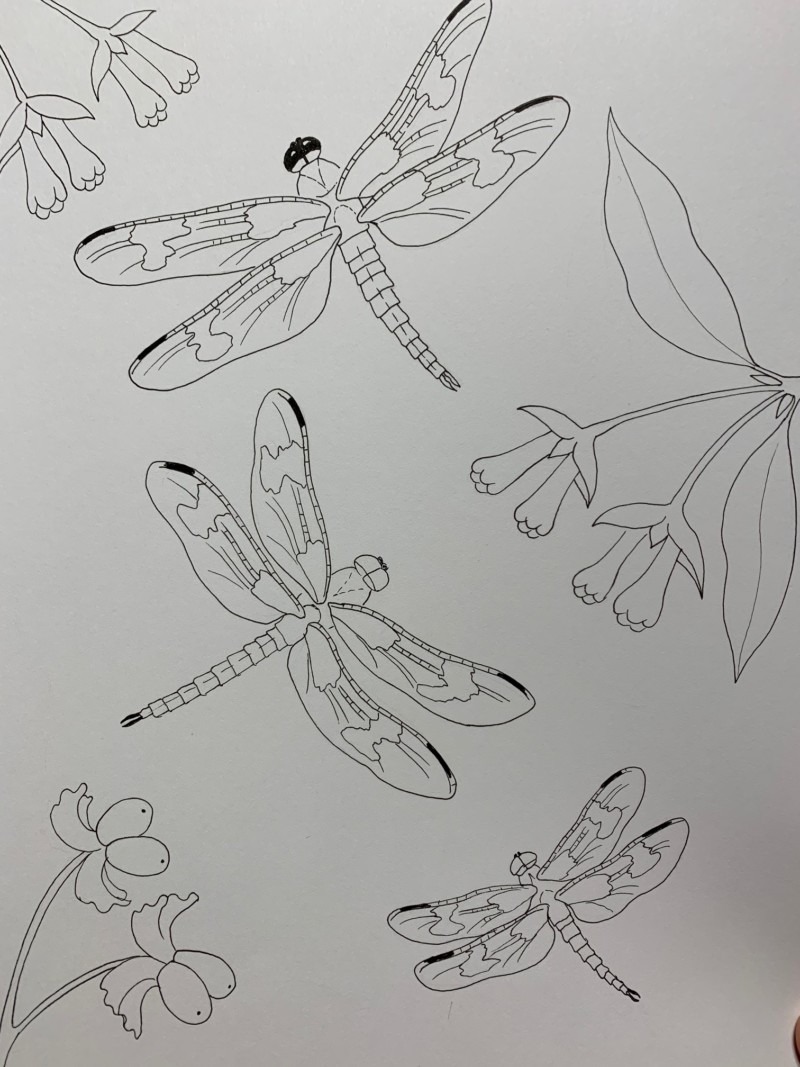 Dorota Haber-Lehigh Dragonflies IMG_0204 Dorota Haber-Lehigh Dragonflies IMG_0204