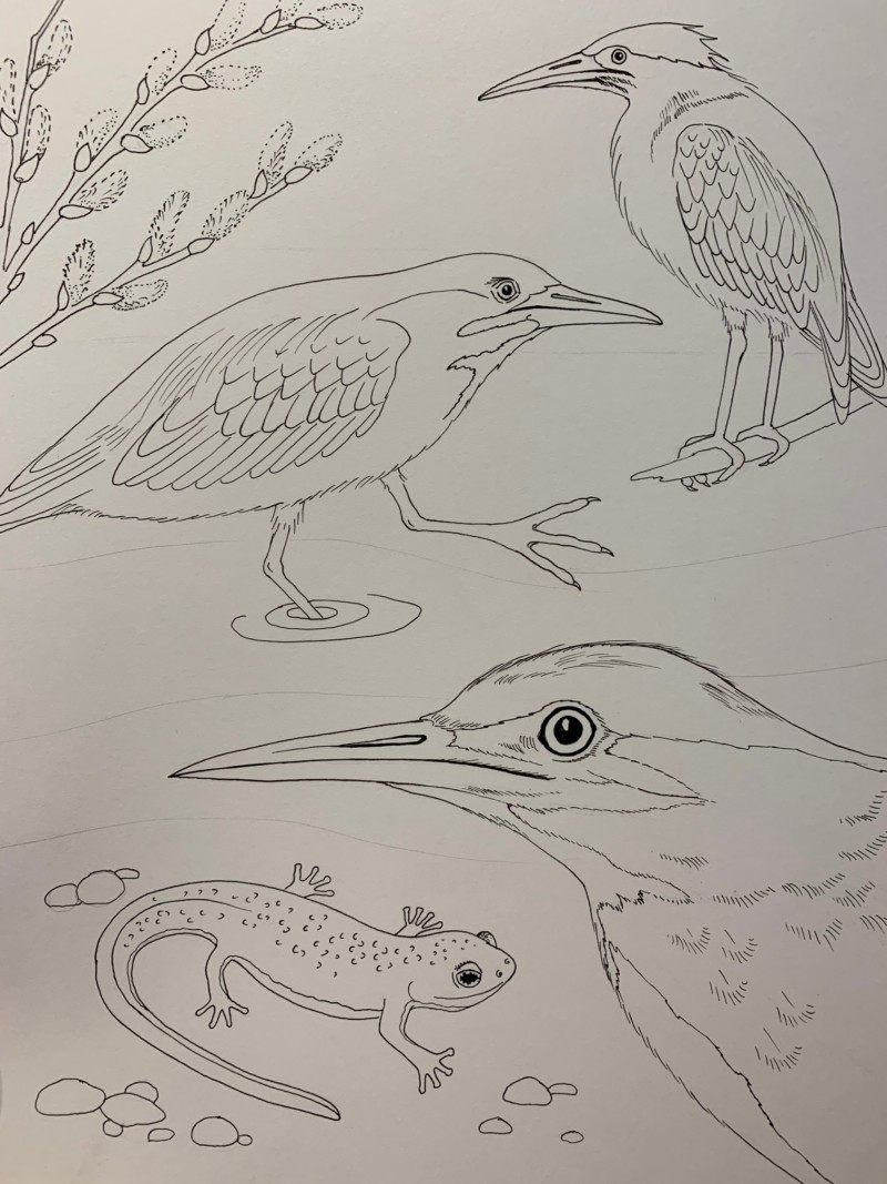 Dorota Haber-Lehigh Kingfisher MG_0206 Dorota Haber-Lehigh Kingfisher MG_0206