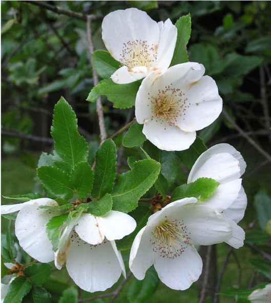 Nyman’s Eucryphia at Bloedel Reserve Nyman's Eucryphia at Bloedel Reserve