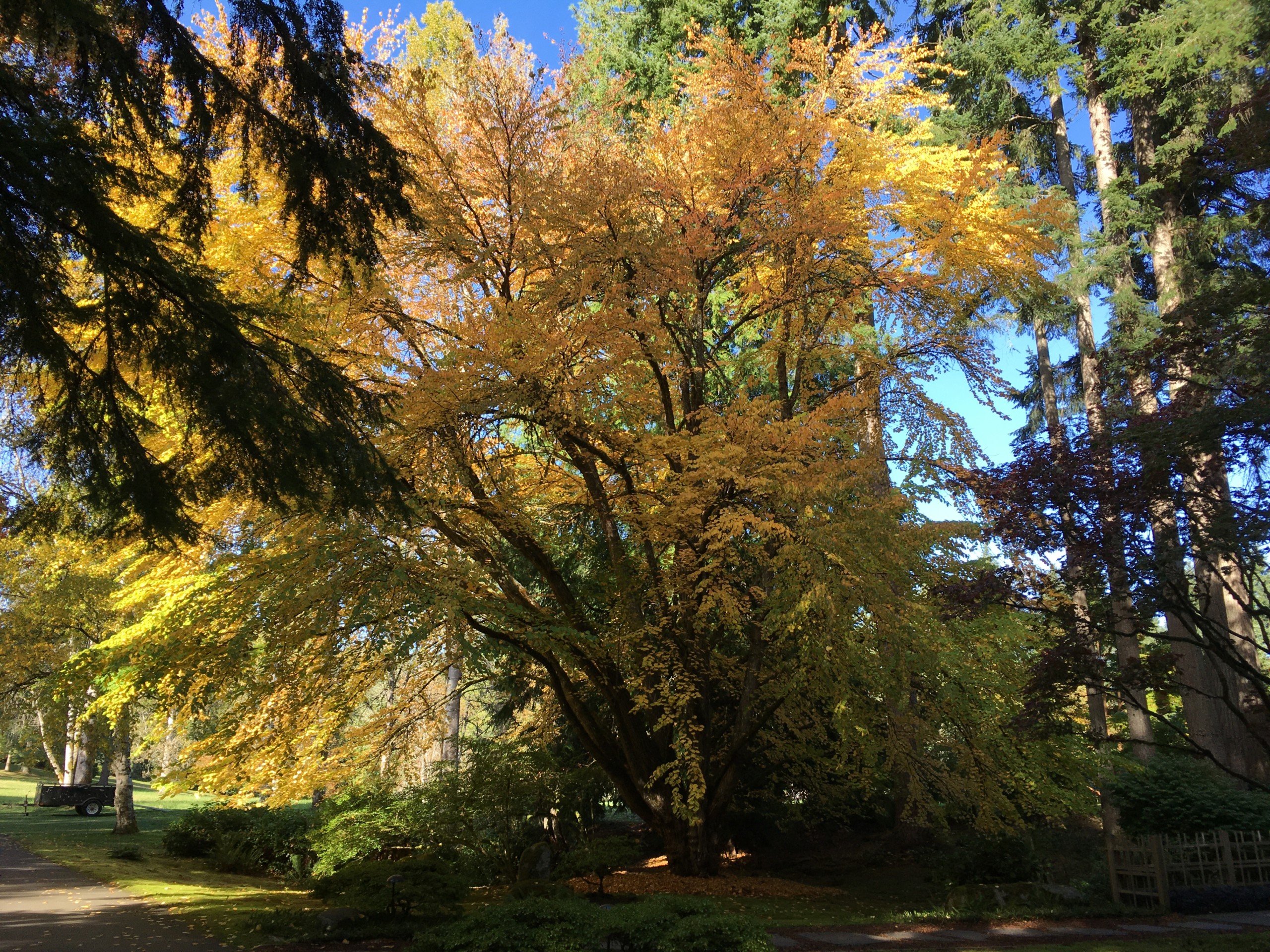 Katsura Tree, Japanese Garden, Bloedel Reserve