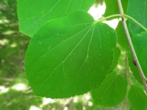 Katsura Leaf Close-up, Bloedel Reserve