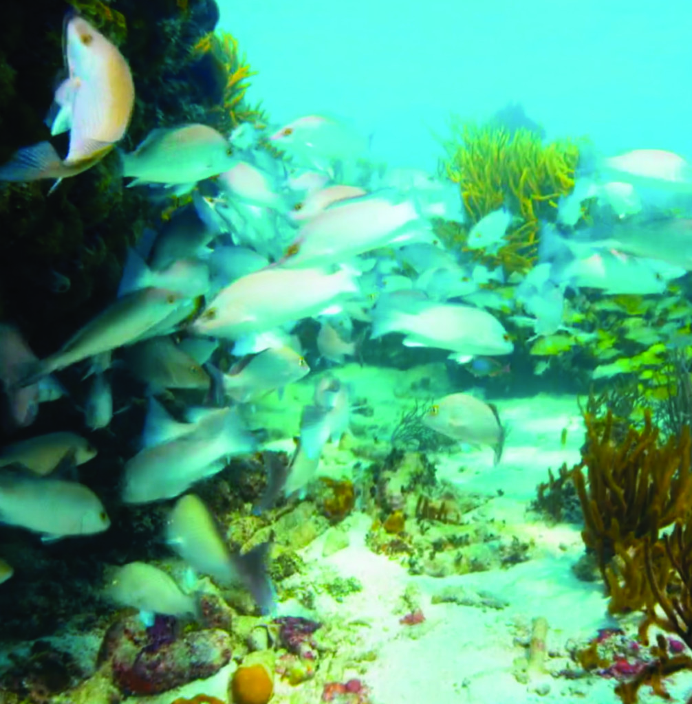 Screen Shot 2020-09-22 at 3.07.02 PM