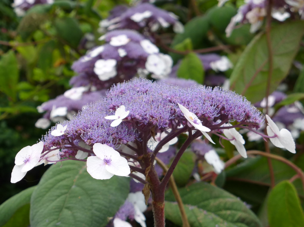 Rough-Leaved Hydrangea