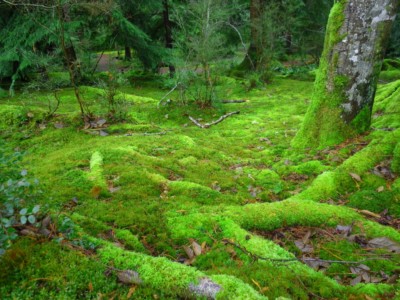 How to Take Care of Moss