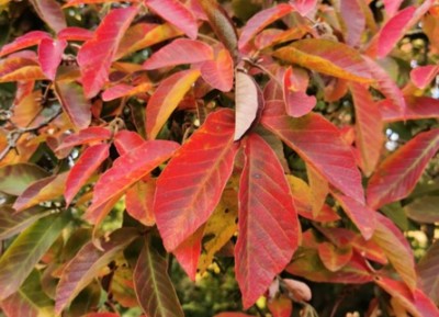 Nikko Maple November 2020 Plant of the Month