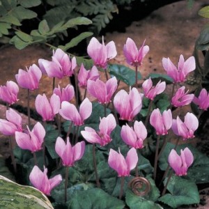 Plant Pick December 2020Cyclamen1 Cyclamen at Bloedel Reserve