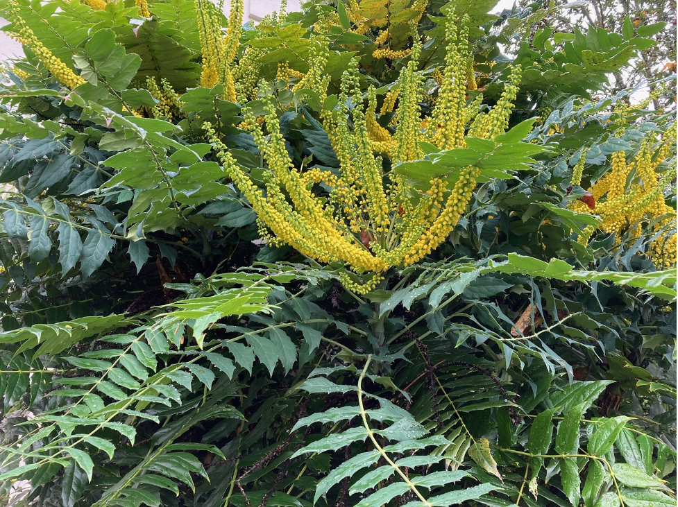 Mahonia