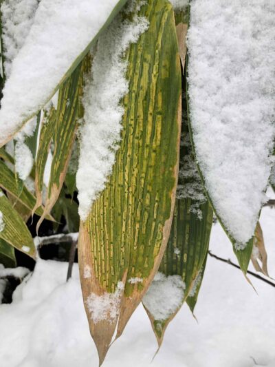 Snow on bamboo