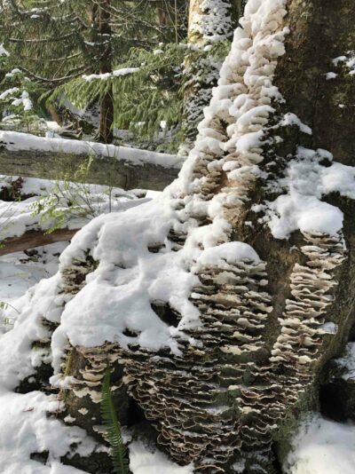 Snow on lichen