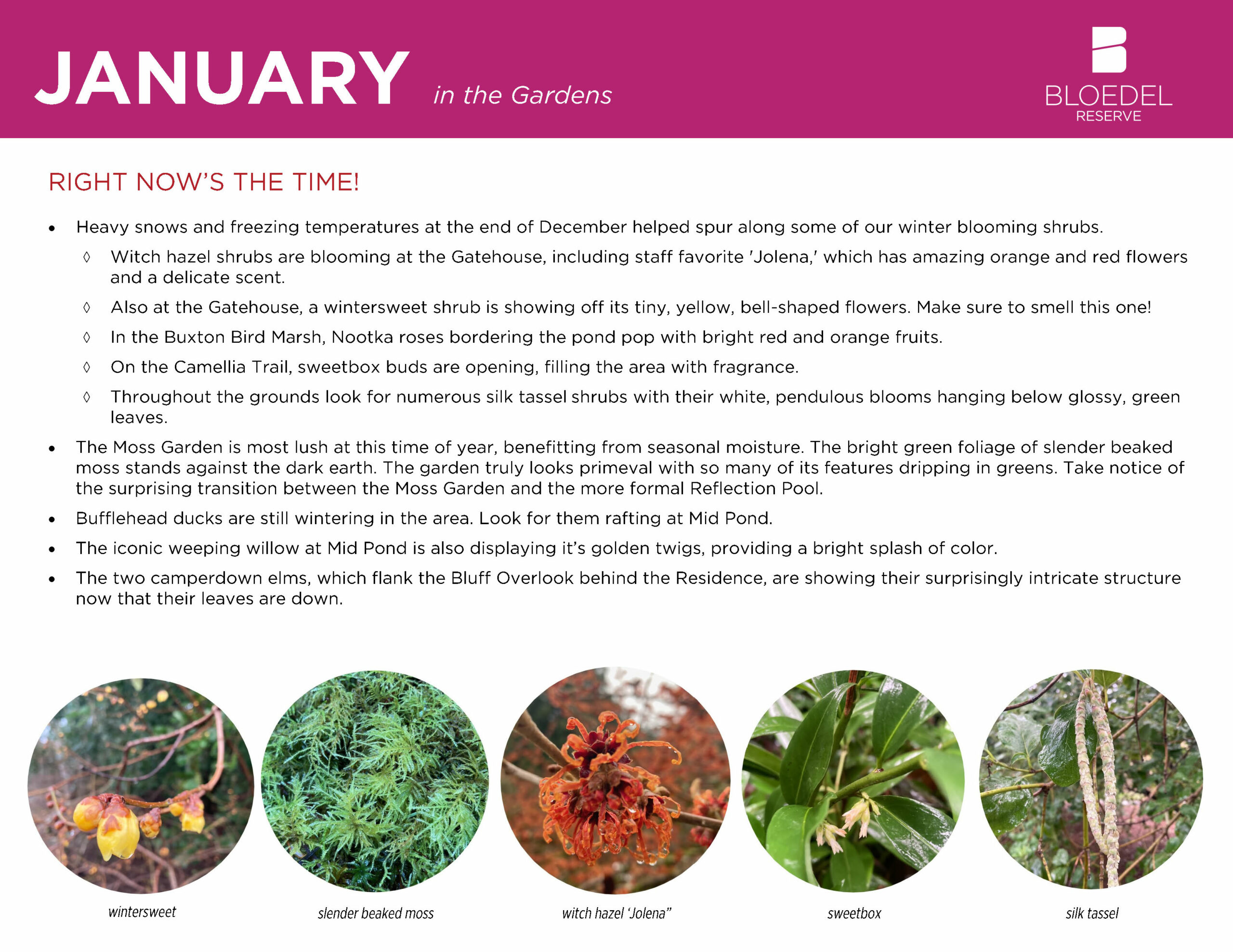 January garden guide