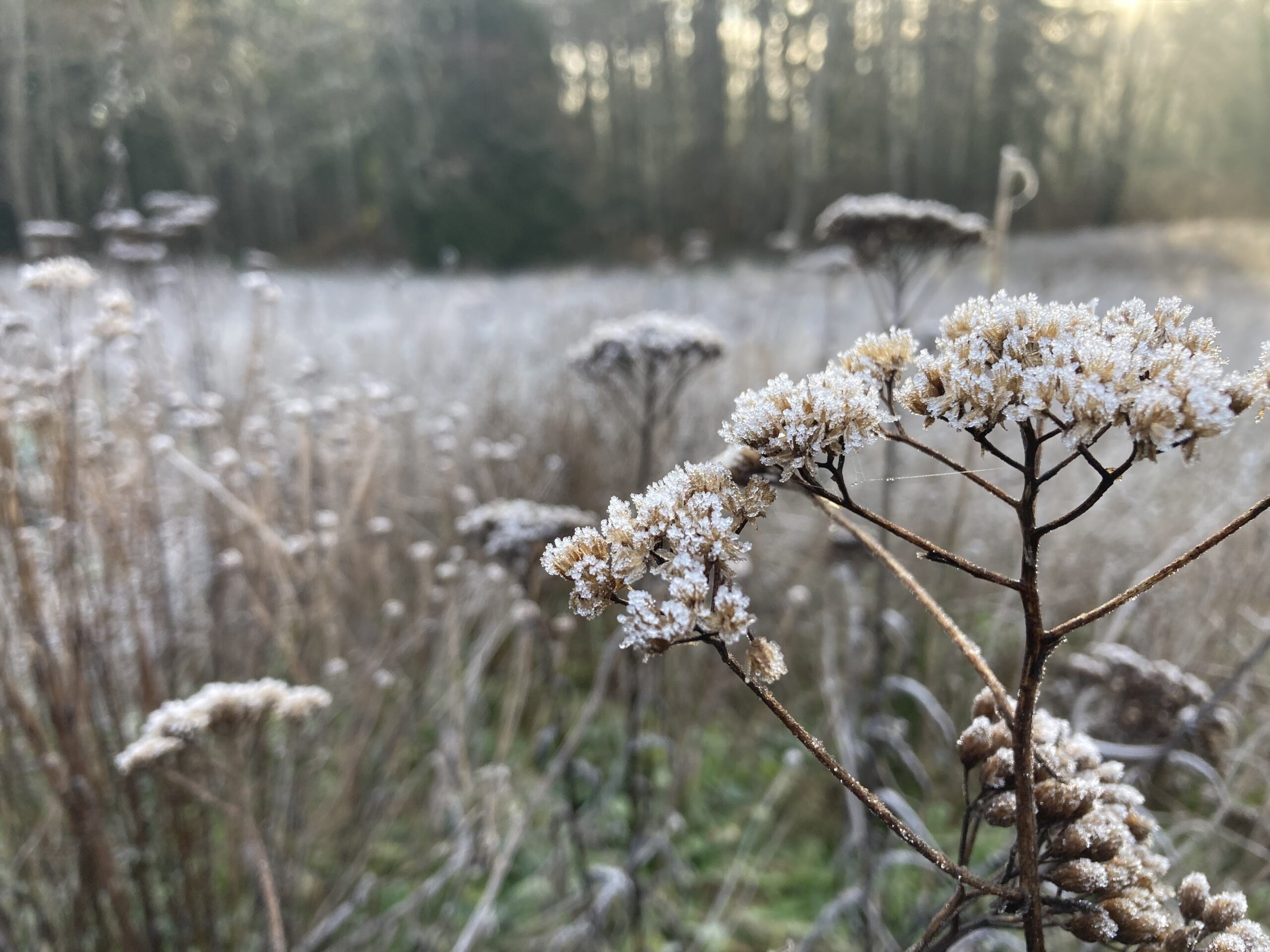 Pollinator meadow on a frosty morning