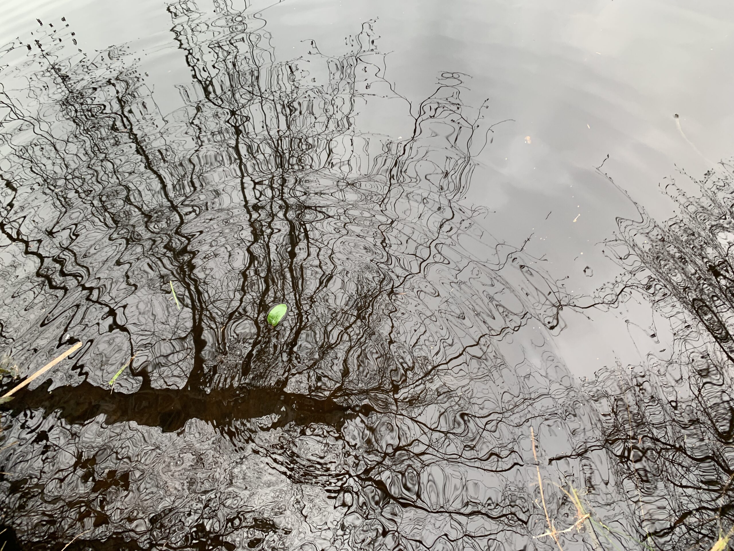 Reflections in the Bird Marsh