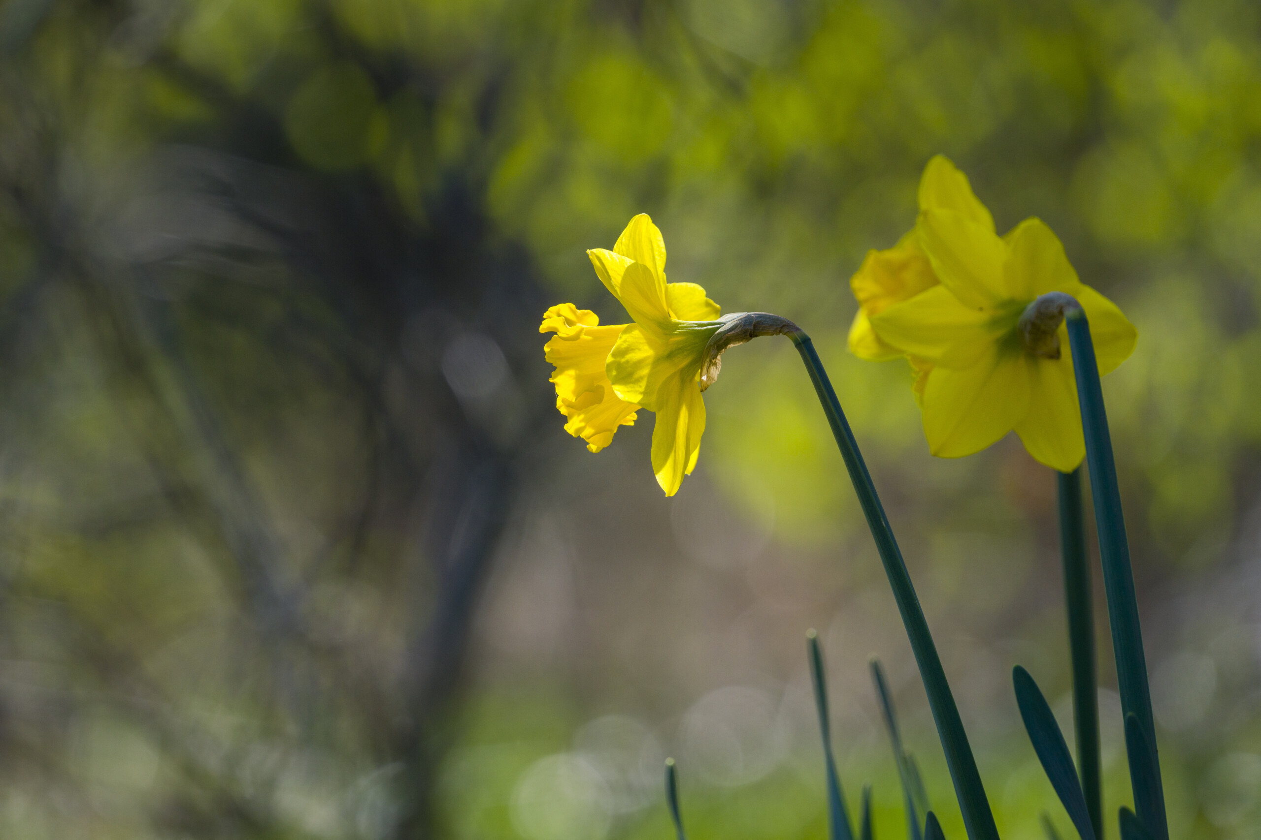 Mindfulness Meditation Bloedel Reserve Mindfulness Meditation Bloedel Reserve