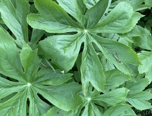 May Plant of the Month