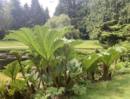 June Plant of the Month