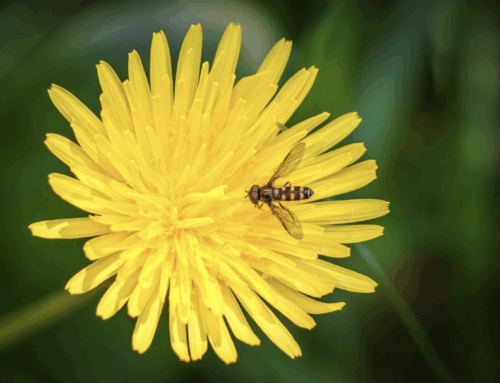 9 Native Plants We Love For Pollinators
