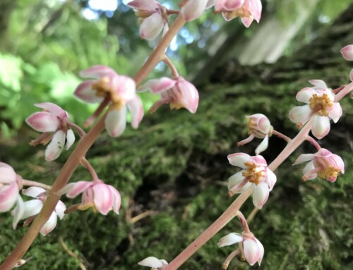 July Plant of the Month