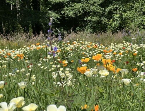 The Evolution of Bloedel’s Buxton Bird Marsh & Pollinator Meadow