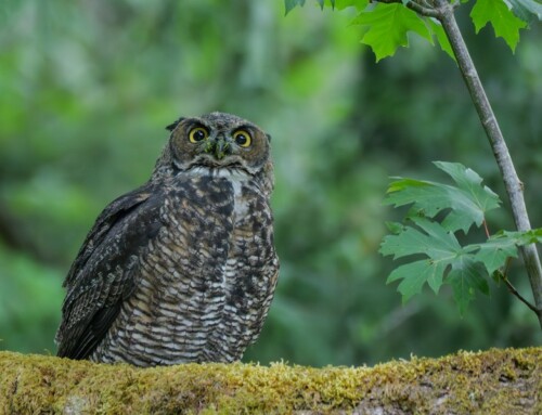 Rare Sightings of Great Horned Owls at Bloedel Reserve