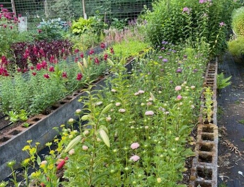 The Rhythm of Blooms: Tending Bloedel’s Cut Flower Garden