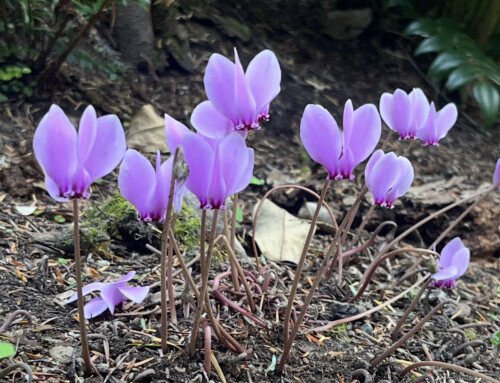 September Plant of the Month