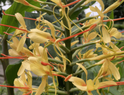 October Plant of the Month