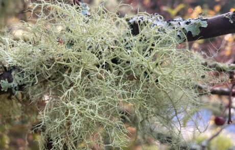 usnea3