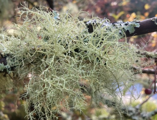 November Plant of the Month