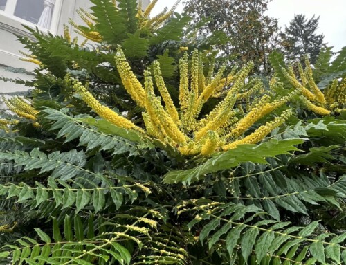 December Plant of the Month