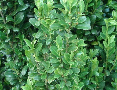 Winter Holly: Seasonal Beauty with Local Roots