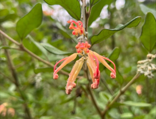 January Plant of the Month