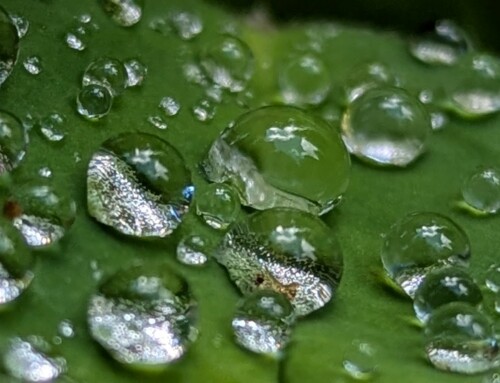 Growing in the Moss Garden: Maia’s Story