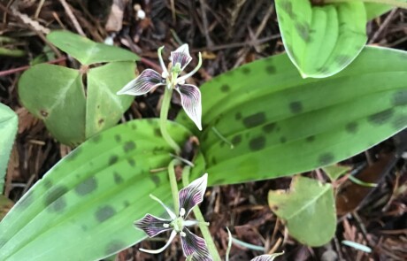 scoliopusbigelovii